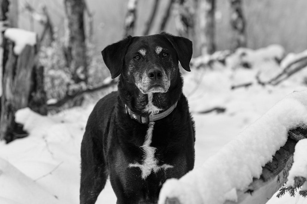 a black dog in the snow, staring alert