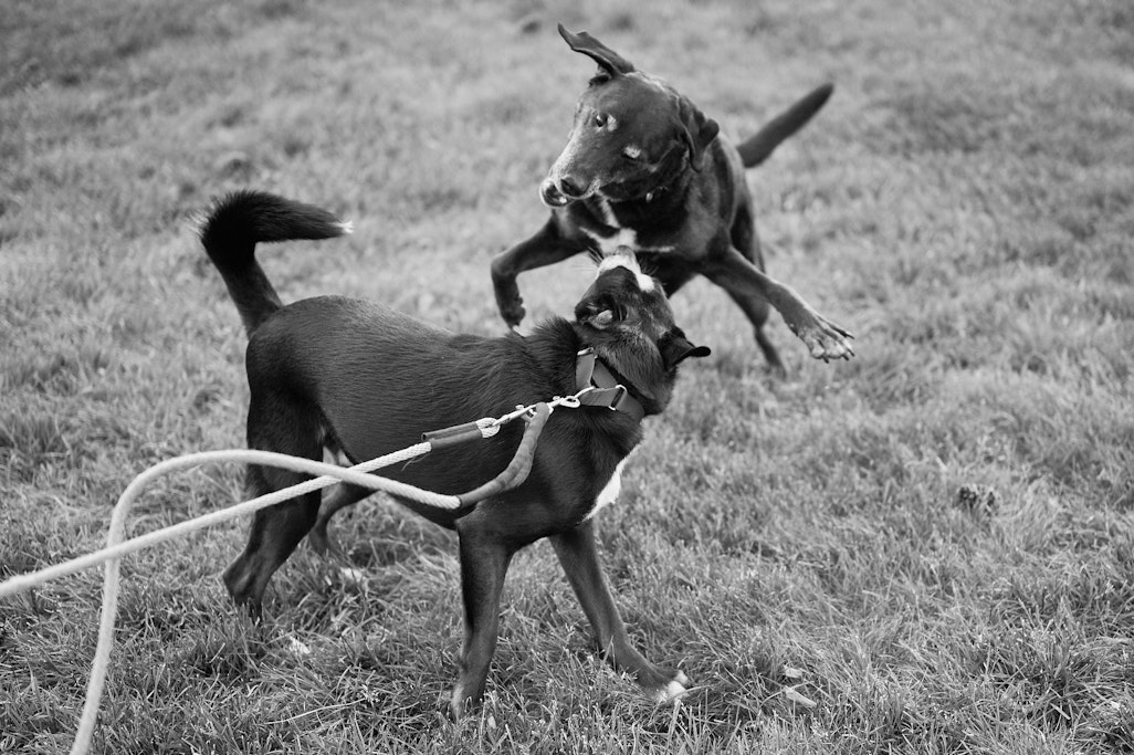 two dogs play fighting, in midair