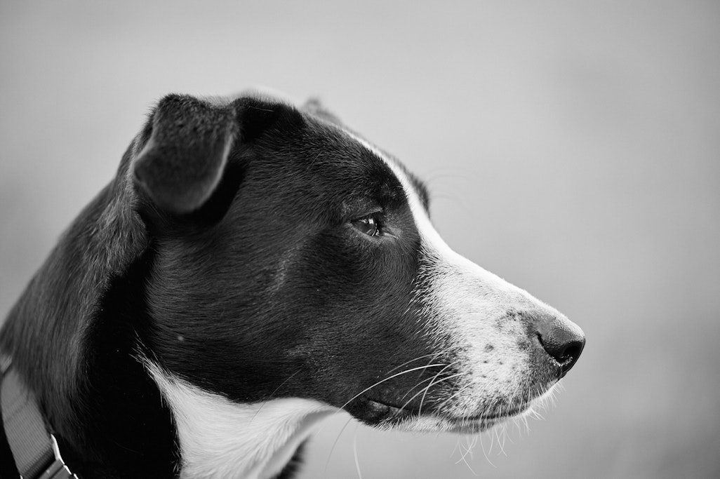 portrait of Rhys the dog in profile, close