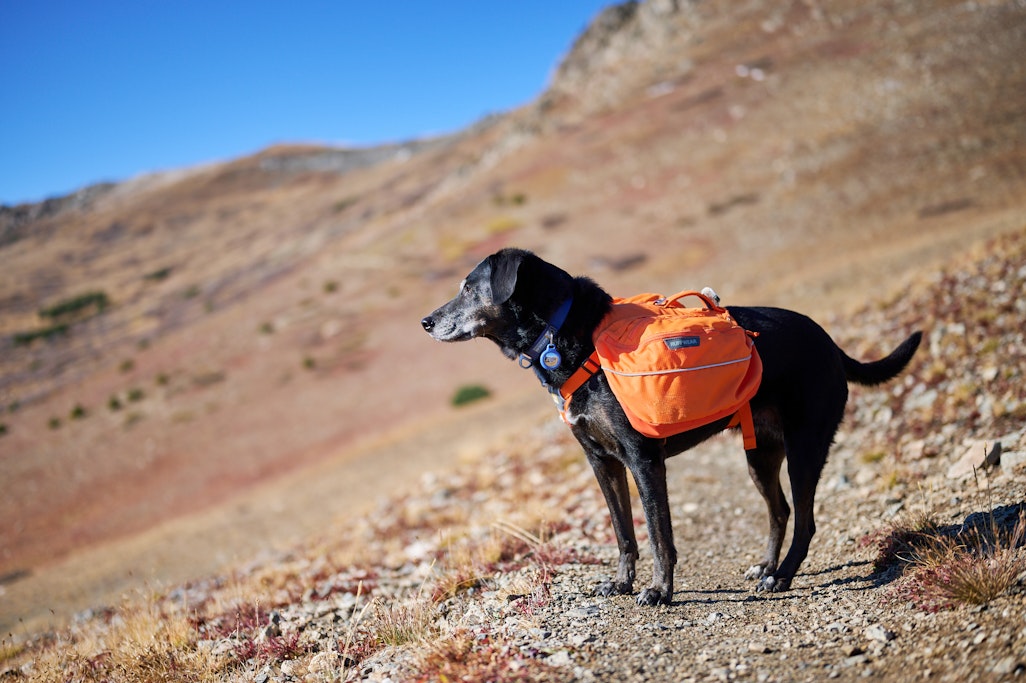 portrait of Sapphie the dog on the trail with her bright orange backpack