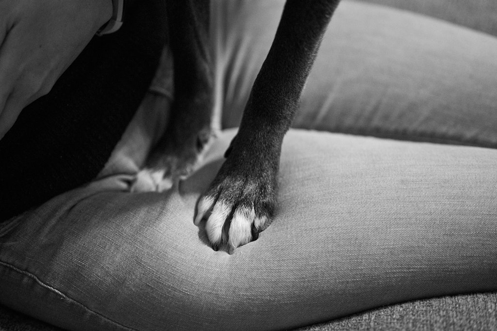 paws of Rhys the dog walking on a person’s lap