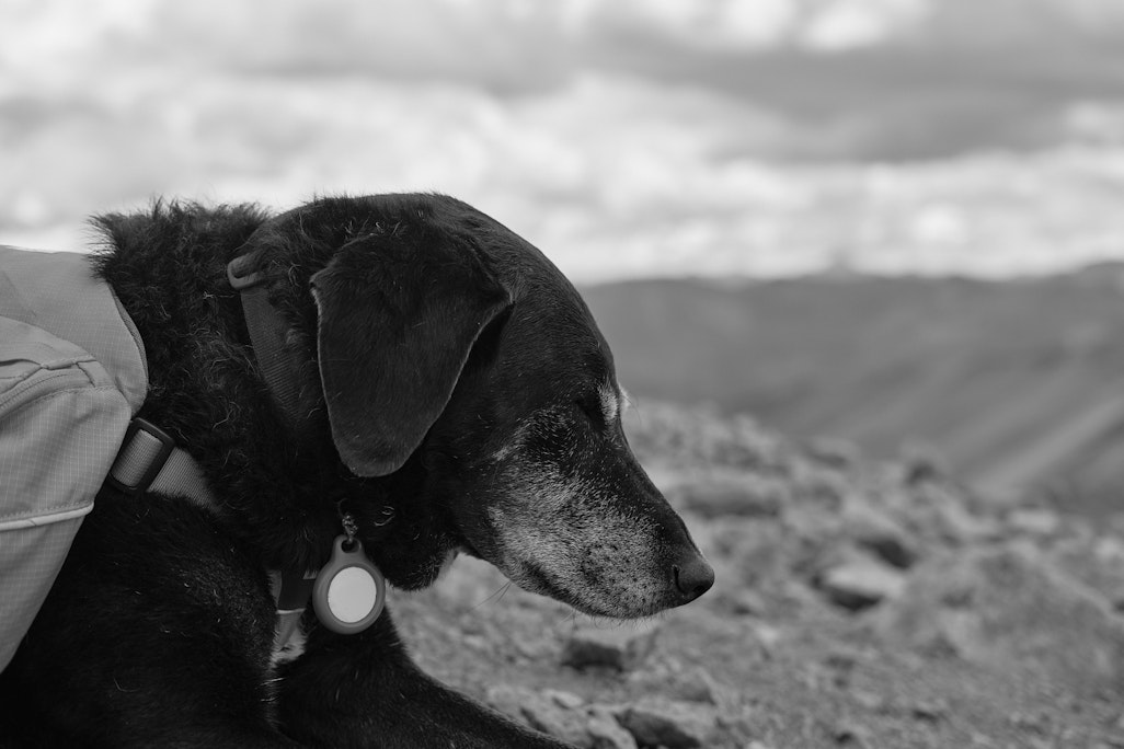 a sleeping black dog on a mountaintop, in profile, with mountains in the scenery behind