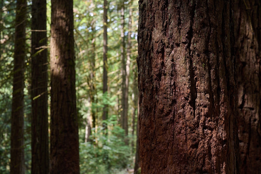 a redwood tree in a calm green forest in Portland, Oregon