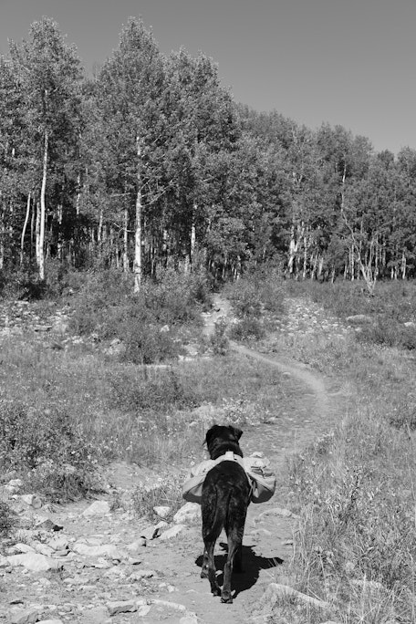 a dog pauses at the entrance to a clearing in an aspen forest, with a trail curving ahead