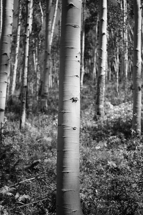 an aspen tree in sharp focus among other trees in a dense forest, Raggeds Wilderness, near Crested Butte, Colorado