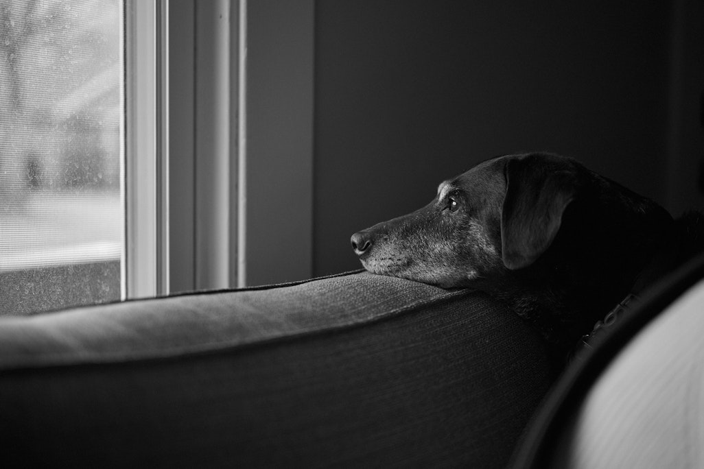 Sapphie the dog calmly looking outside from a couch outside a brightly lit window