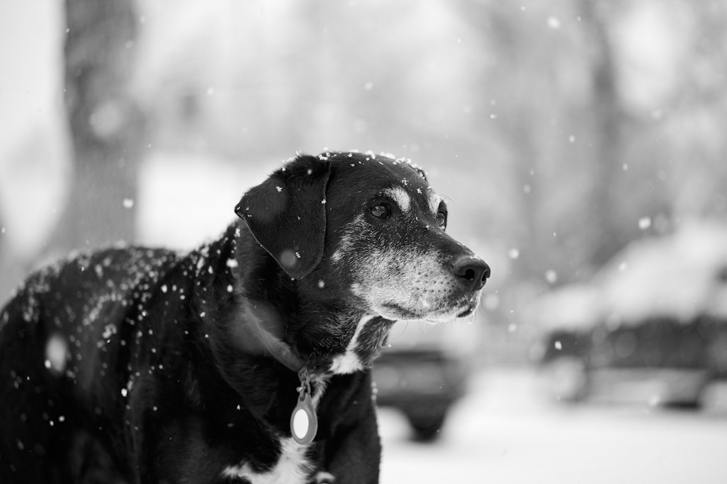Sapphie the dog in the snow