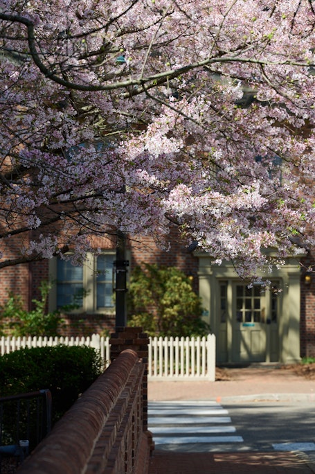pink cherry blossoms in bloom on a shaded brick sidewalk