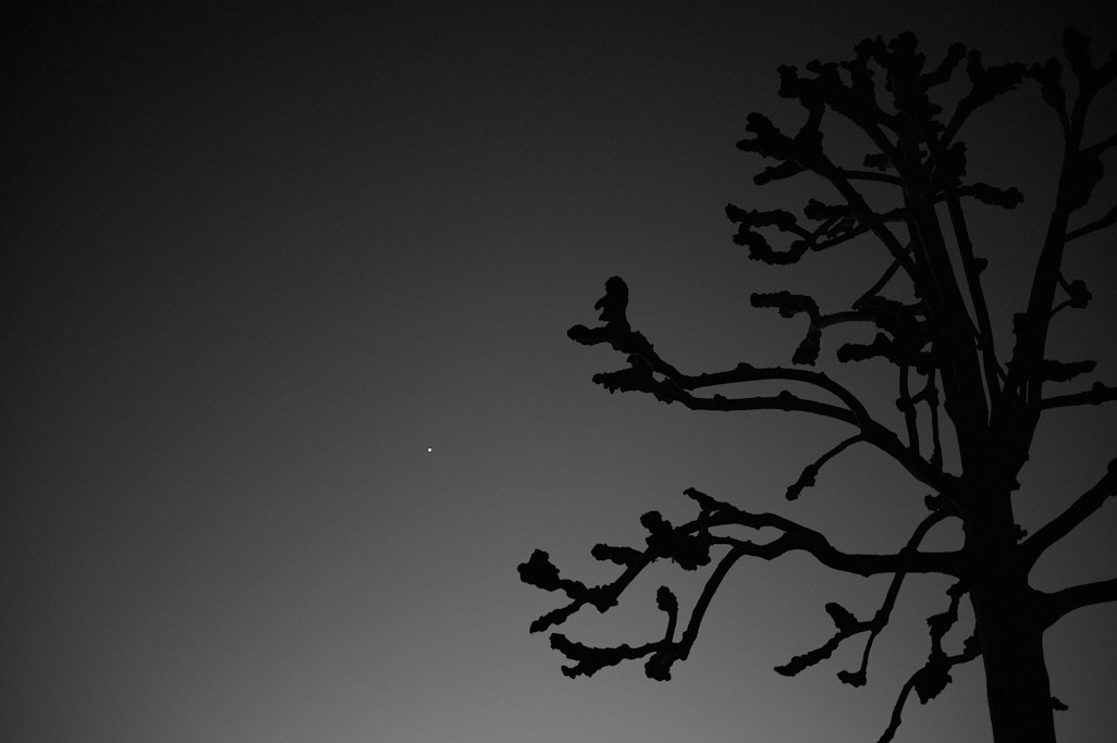 moody sillhouette of a tree on a dark night sky, one planet visible in the background