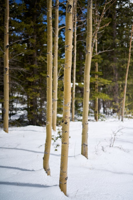 greenish bark of young aspen trees against a snowy forest background on Barr Trail near Barr Camp