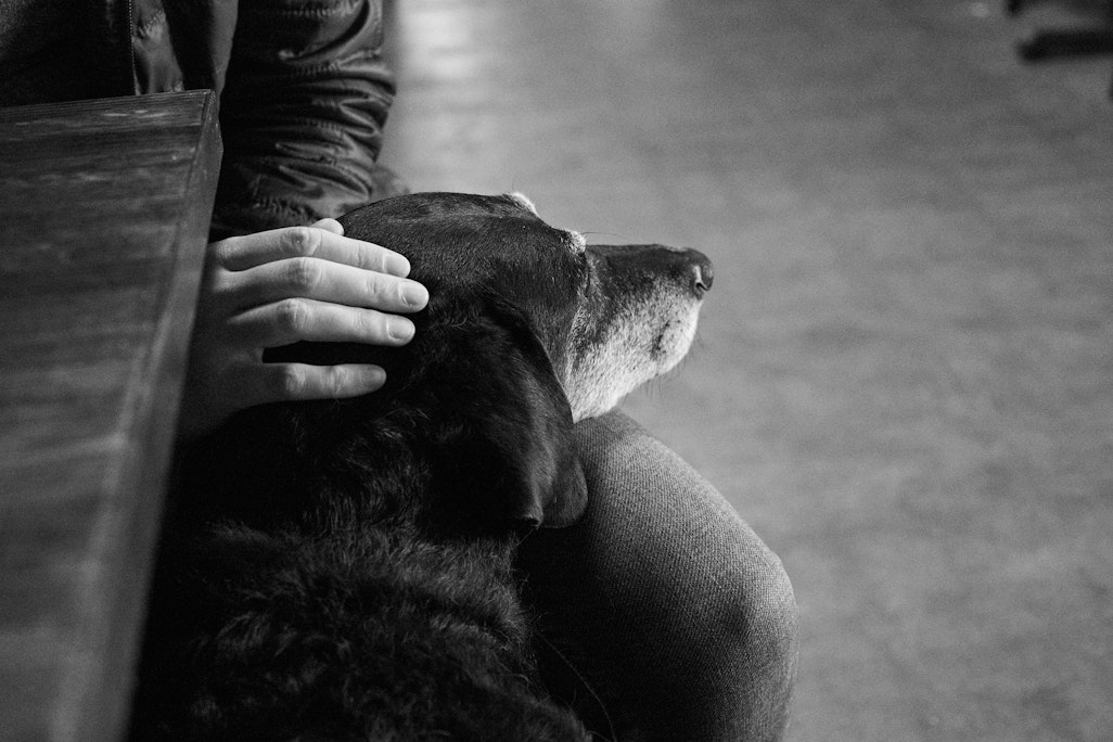 a person’s hand petting a black dog while sitting indoors at a coffee shop, high contrast
