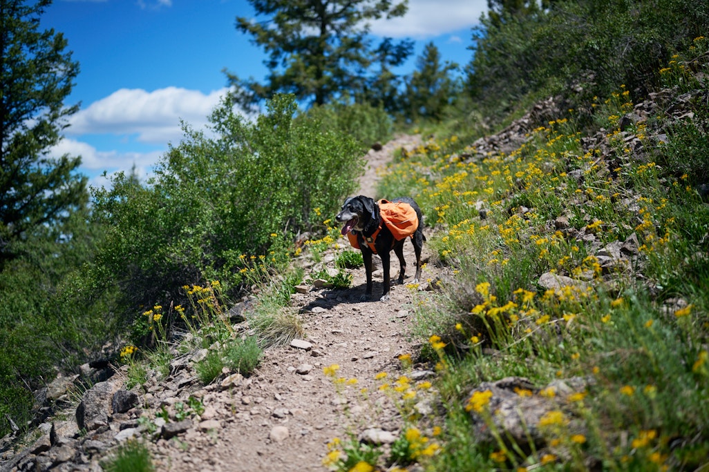 Sapphie the dog with an orange backpack on a very green trail near Lake City